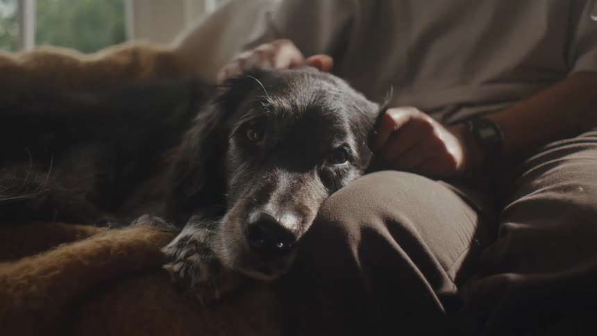 Dog lying on the legs of a person massaging its head