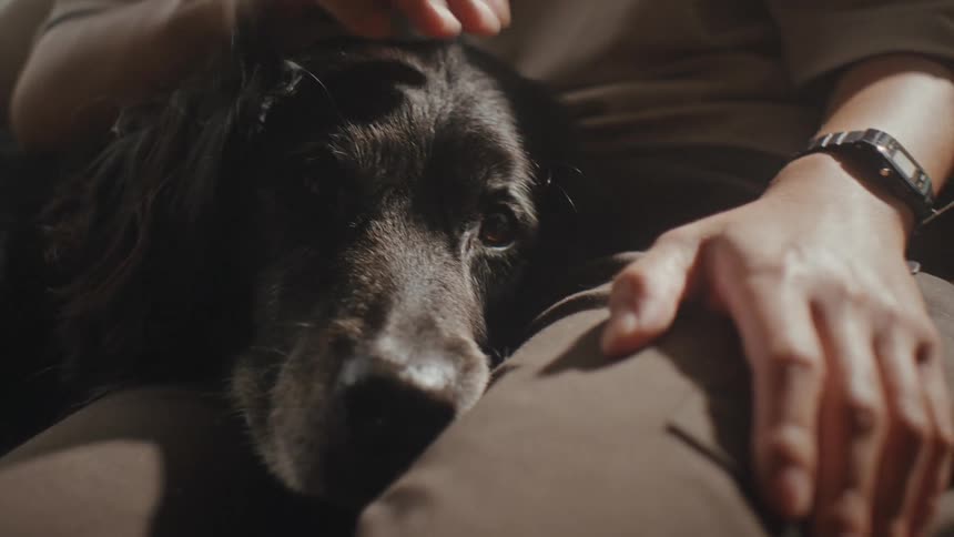 Dog rests its head on a mans lap while getting pet
