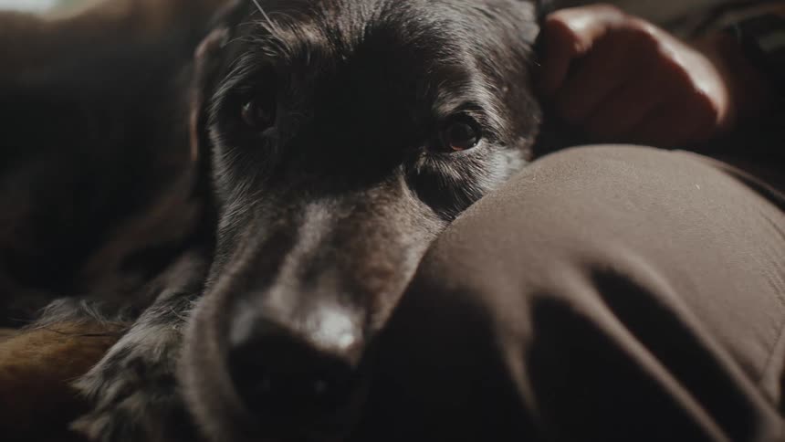 Hands of a person stroking a dogs ears