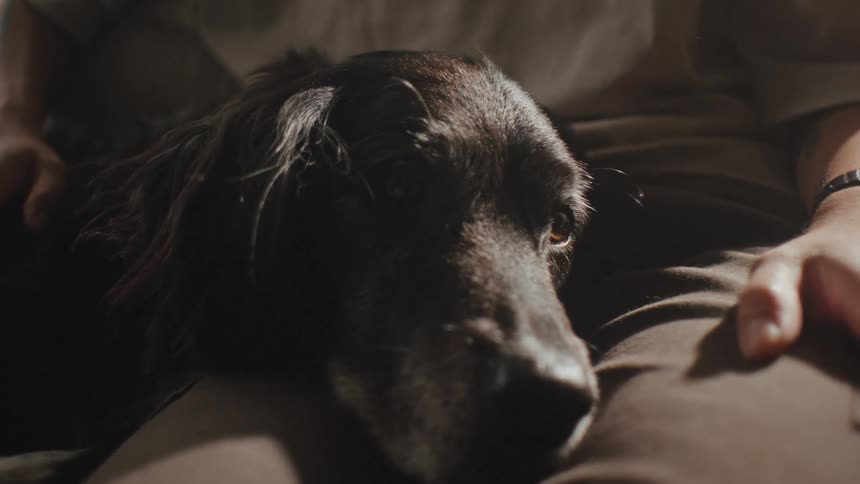 Dog lying on the legs of a seated adult person