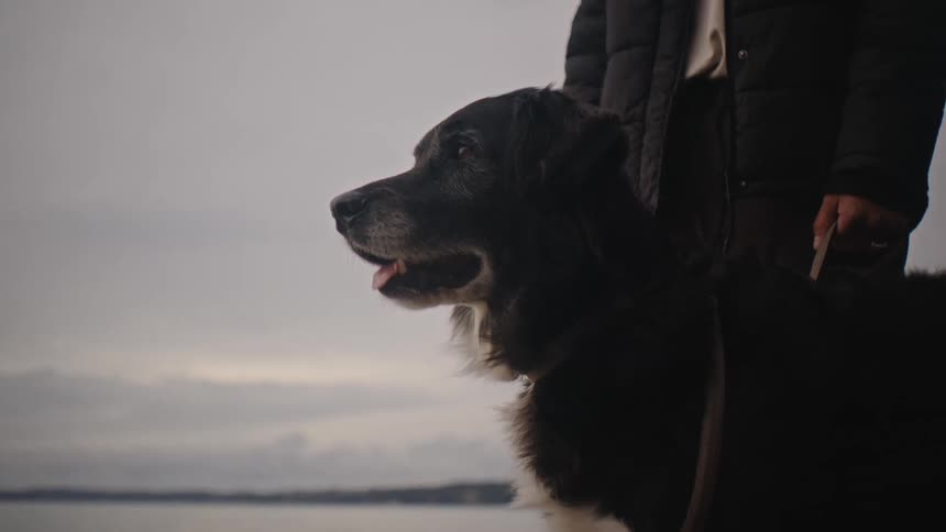 Dog with tongue hanging out next to an adult person