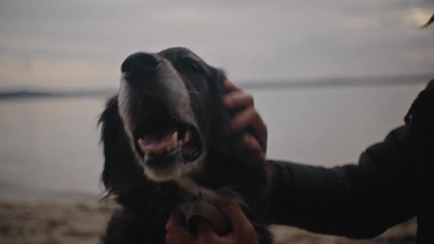 A woman is petting a black dog on a beach
