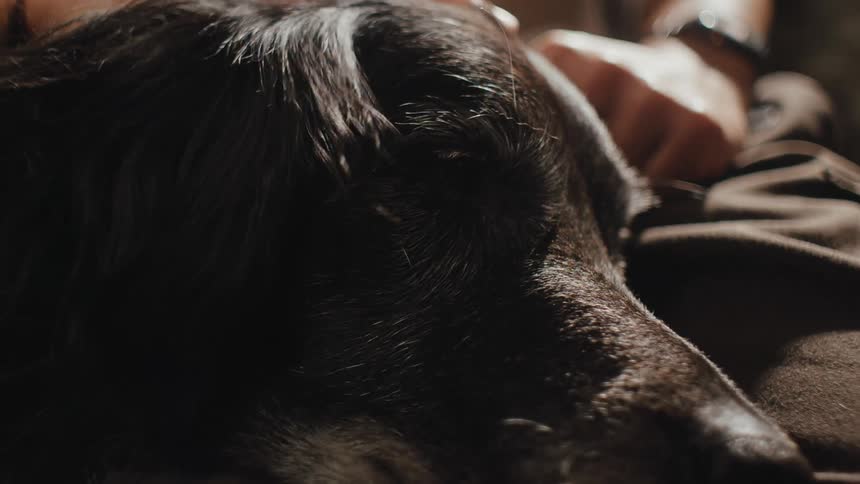 A woman sits on a couch at home petting a dog