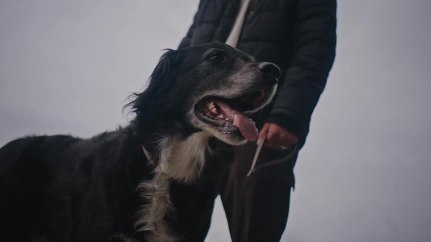 A person petting a black and white dog with a collar in a foggy background