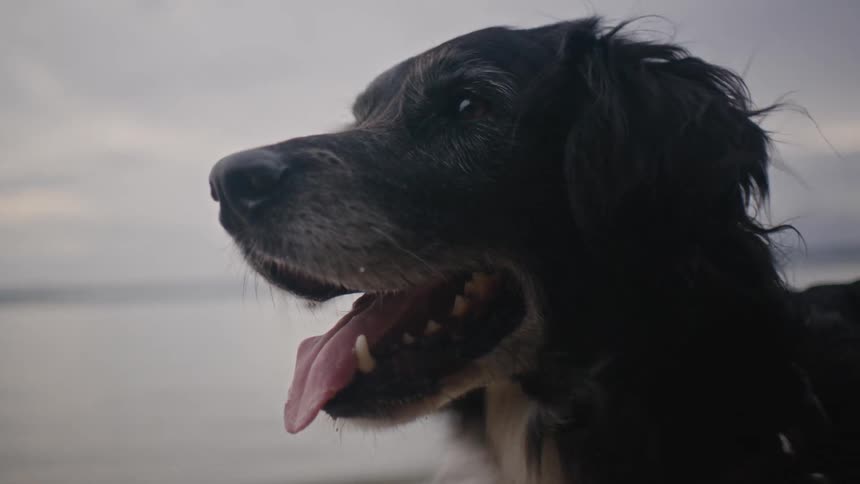 A hand gently strokes the fur of a loyal black dog