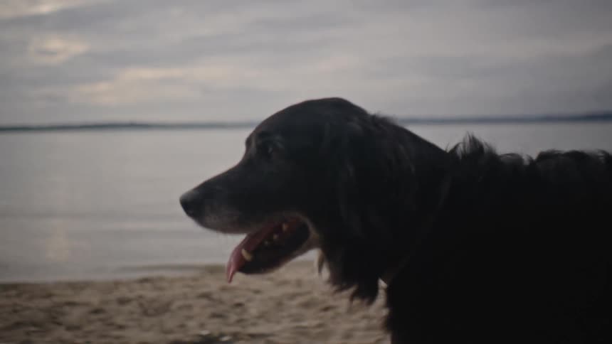 Dog on a leash walks along the beach on an overcast day