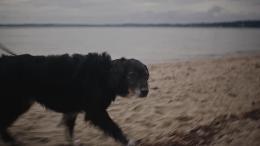 A clip of a person walking a dog on the beach