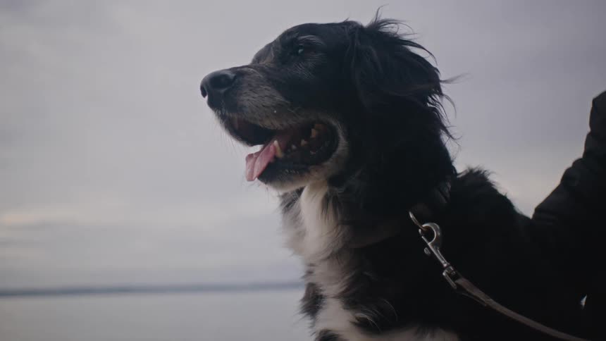 Woman in a black coat pets black and white dog on the beach