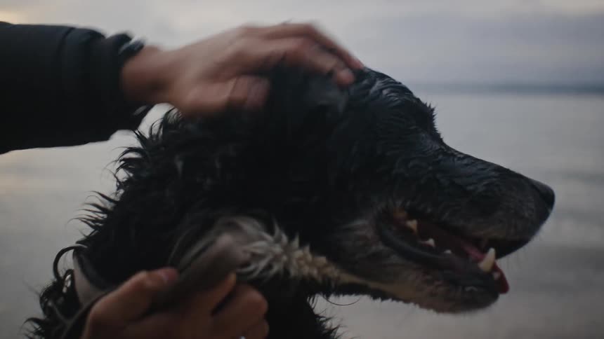 Person wearing a black coat strokes a white and black dog near the beach