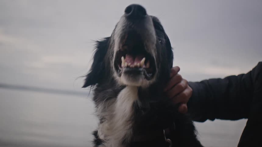 Hand petting a dog by the sea