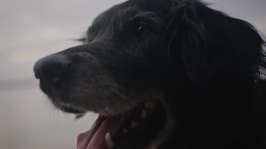 Woman petting a blackhaired dog
