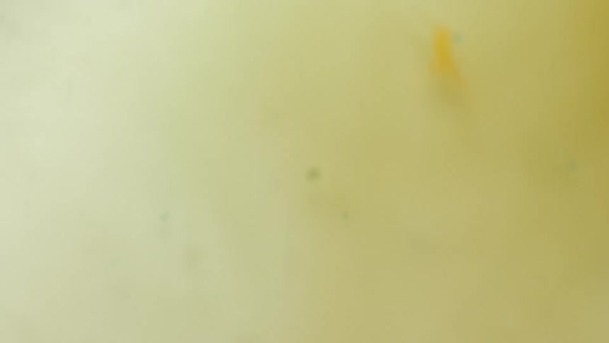 Wispy particles float around in clear and opaque fluid