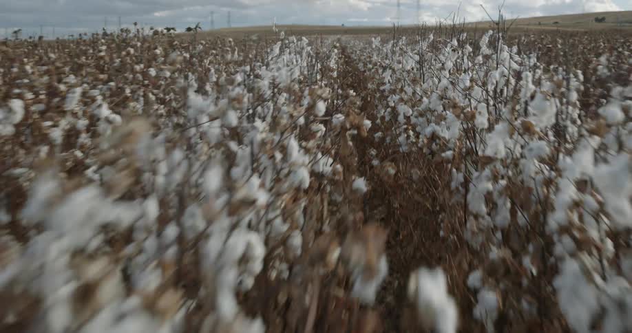 A field of cotton