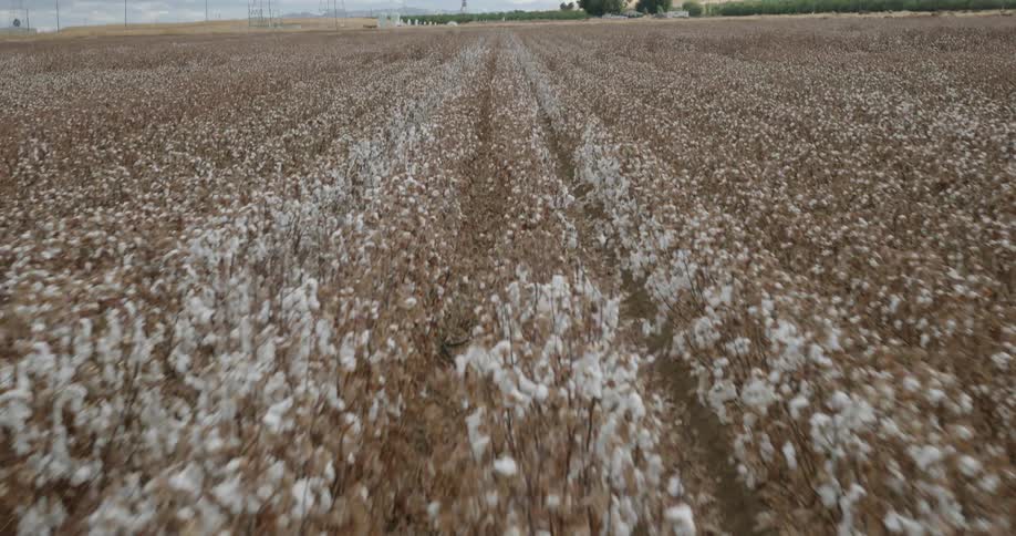 Aerial view of an agricultural field with cotton plantation