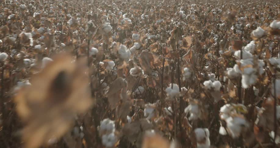 A field of cotton