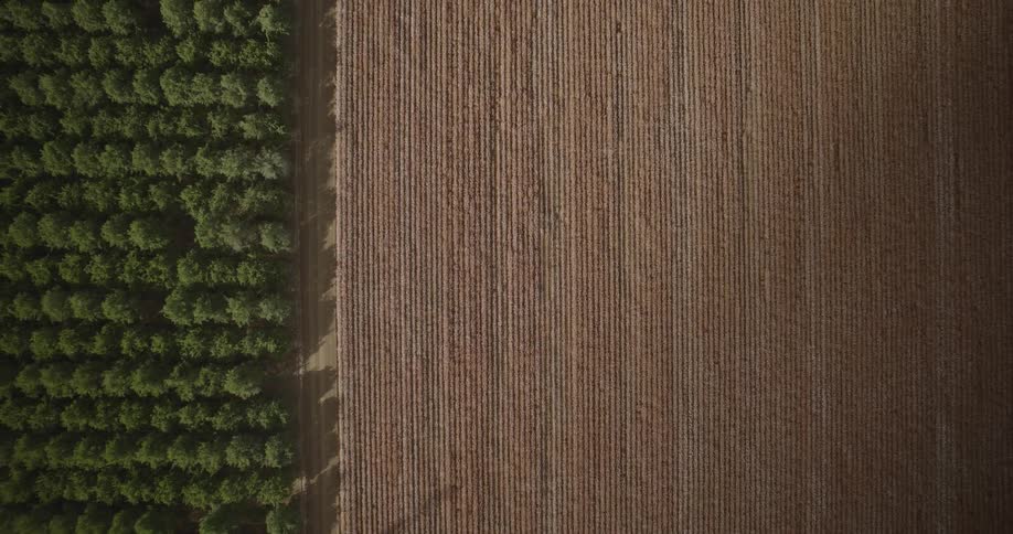 A large field of cotton