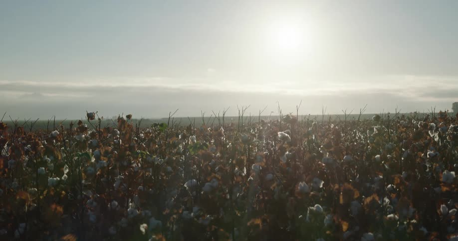 A field of cotton