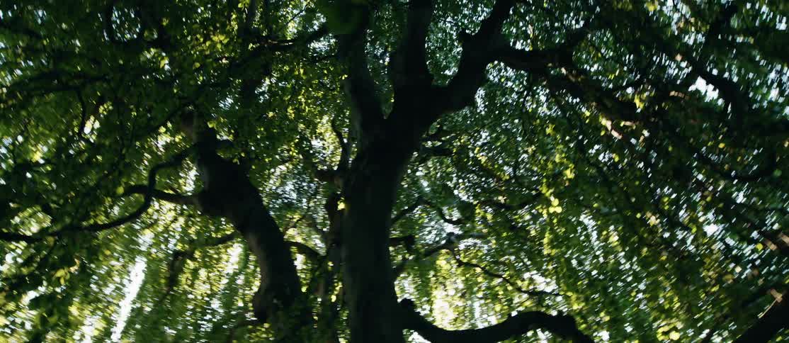 The branches hang low on the large tree