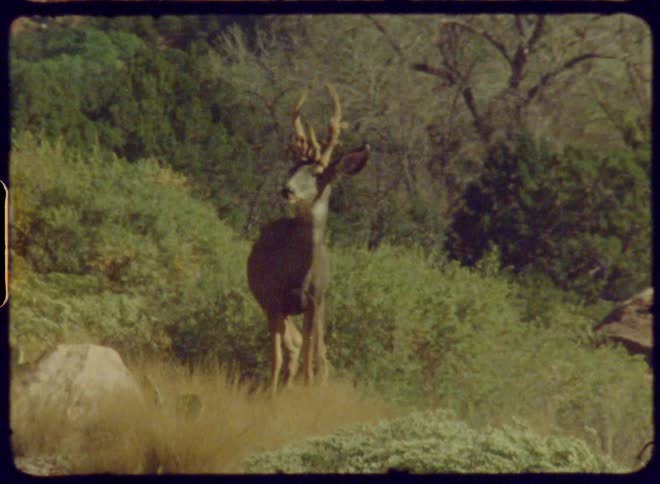 A film clip of a deer in the wild
