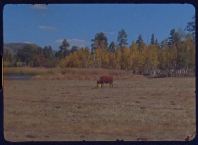 Cow eating in a pasture
