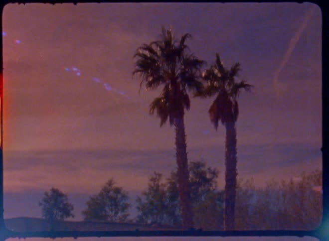 A film clip of a palm tree