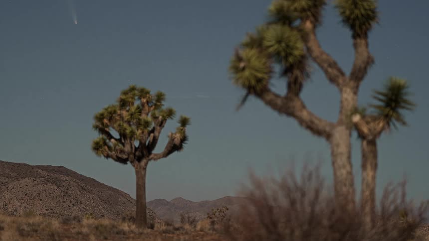 Landscape of trees in a desert environment