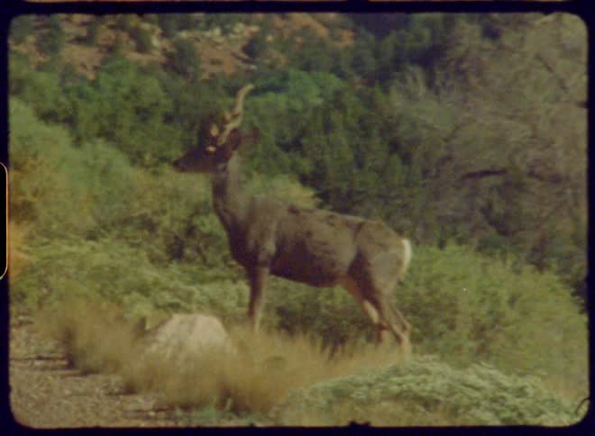 A deer with large antlers stands by the roadside captured on vintage film