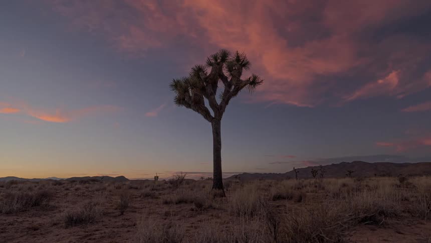 A clip of a tree out in the lain grassland