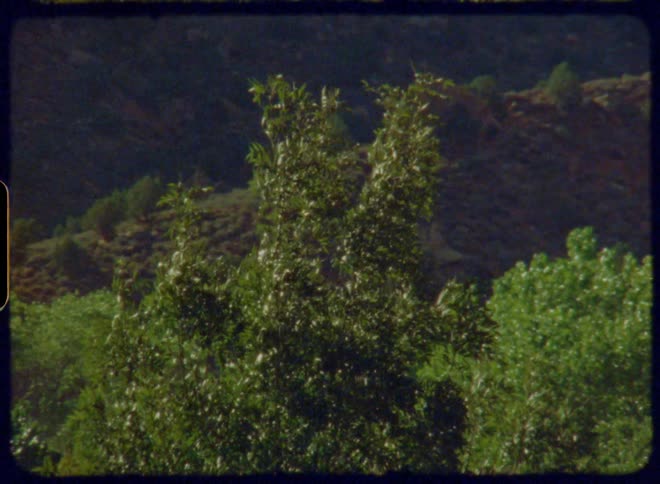 Trees in the foreground and mountains in the background