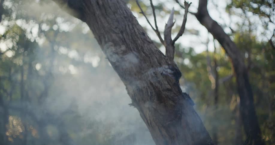 Tree exhaling smoke in a forest