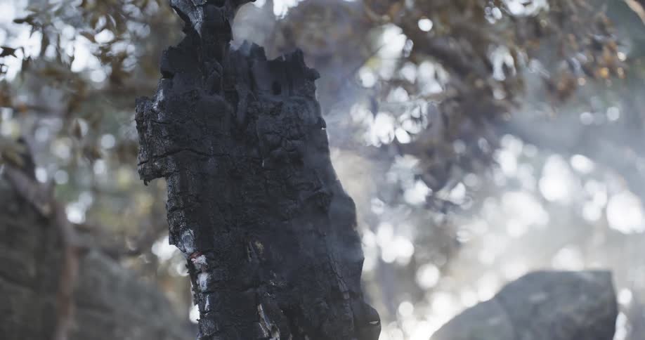 Burnt remains of a tree near a rock formation in the woods releases smoke into the air on a summer day