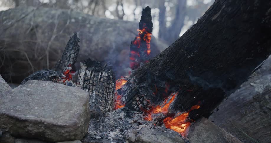 Bonfire with low fire in the forest