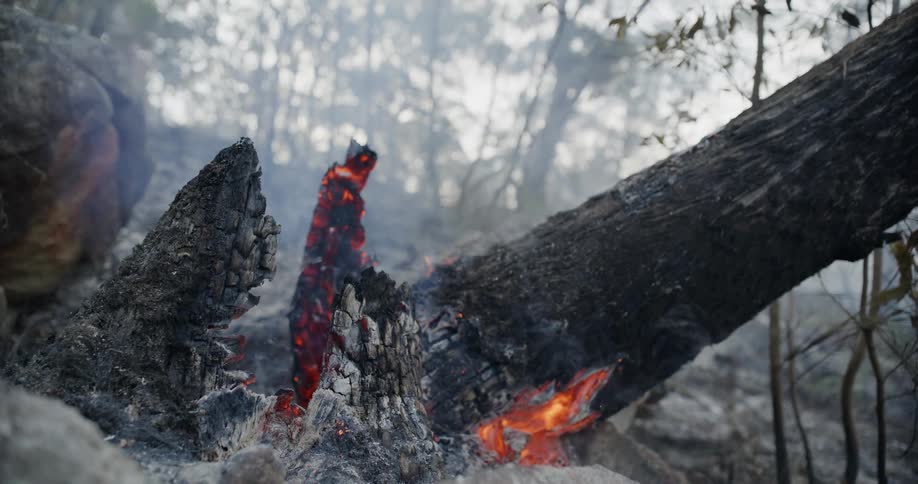 A clip of a burning forest