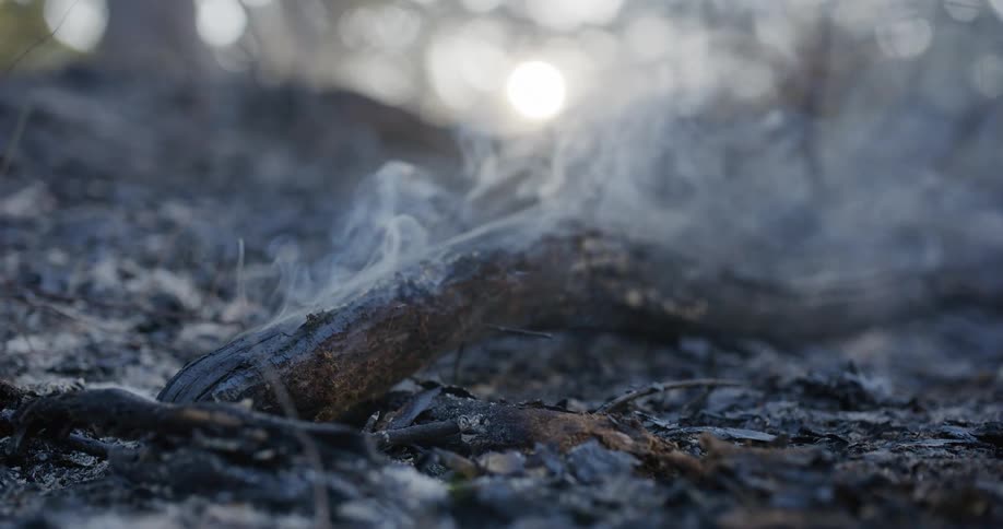 Smoke rises from the burning branch