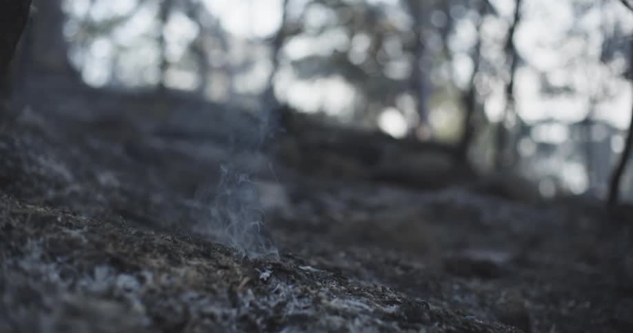 Embers and smoke rising in a forest