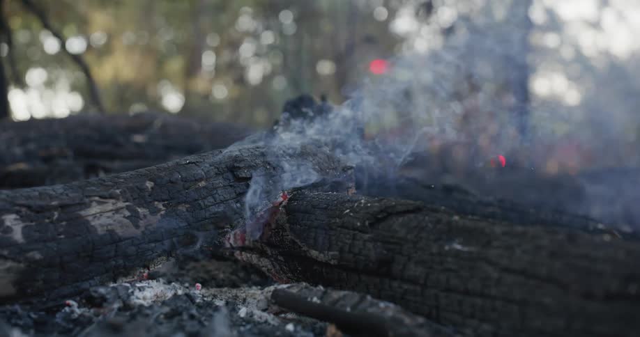 A clip of burning woods in the forest