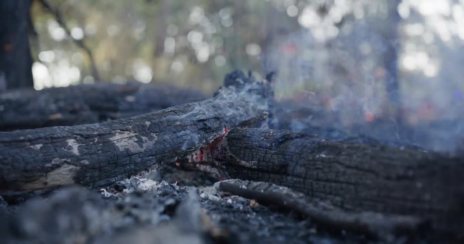 A clip of a burning forest