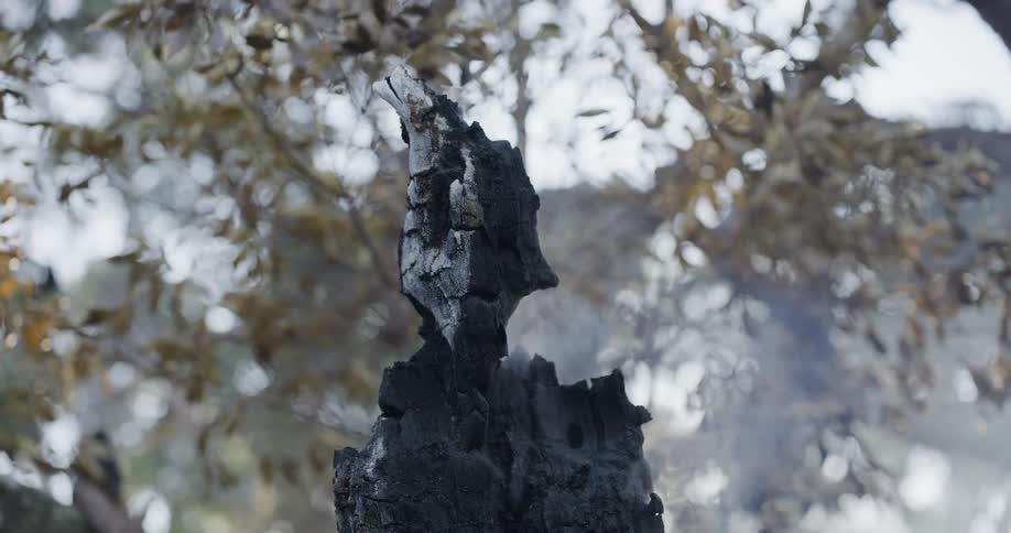 Charred remains of a burnt tree trunk emit smoke in the woods