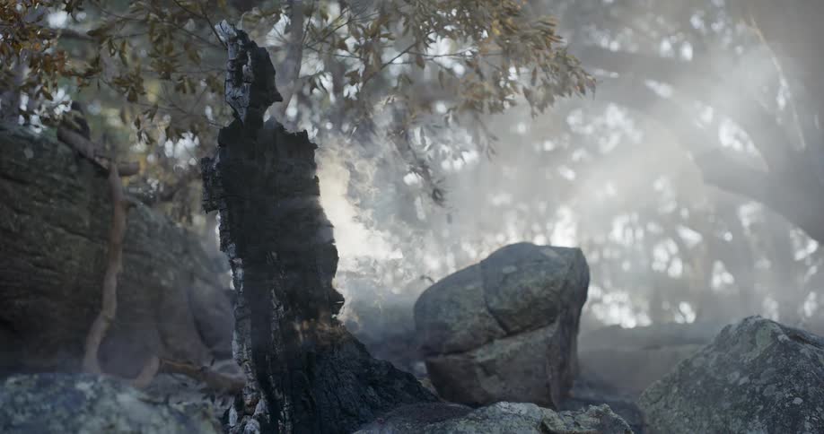 A clip of a burning in the forest