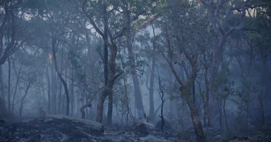 A clip of a forest in ashes