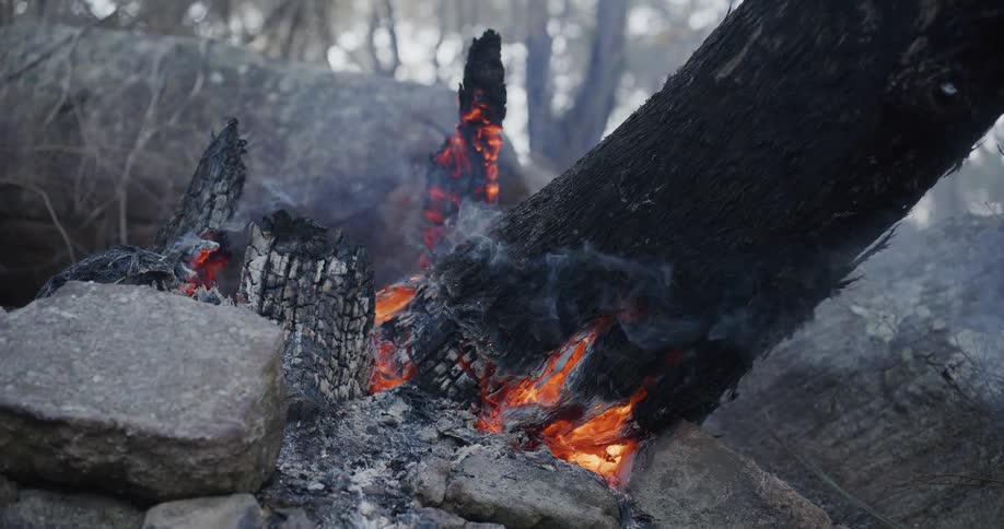 A clip of a burning tree