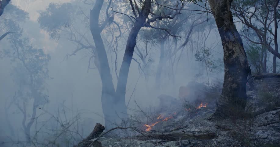 The forest fire has caused large amounts of smoke