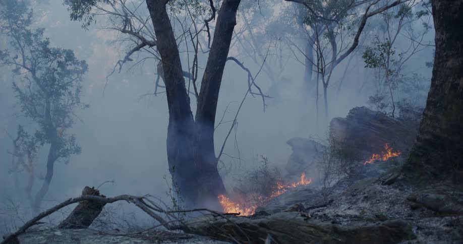 Thick smoke fills the air as a wildfire burns through the woods on a winter day