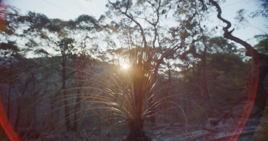 Landscape of a forest with the sun reflecting on the horizon