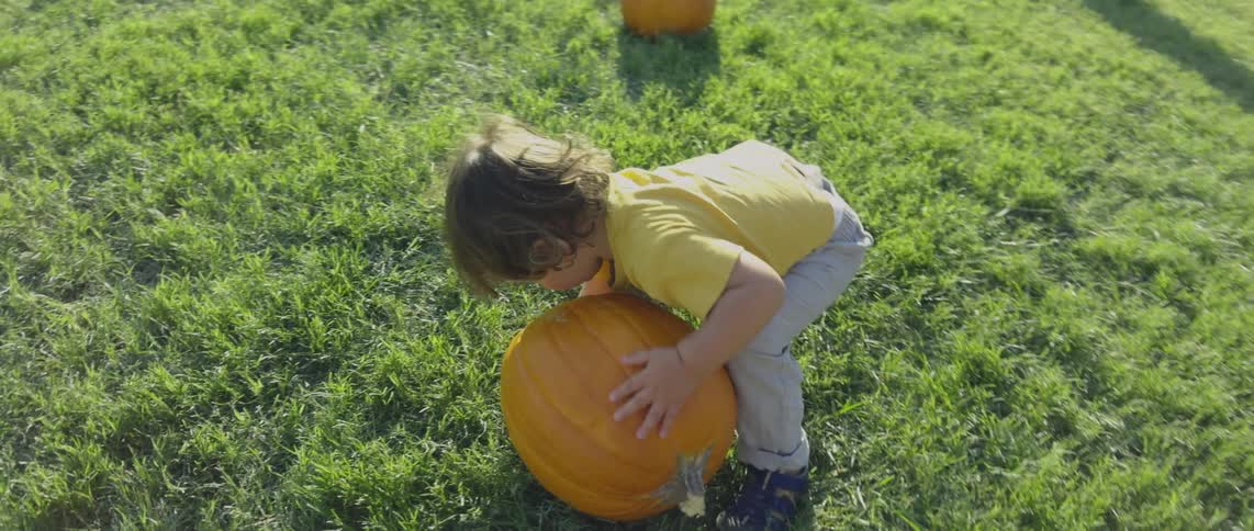 A toddler attempts to lift a large pumpkin off of the grass while adults stand nearby