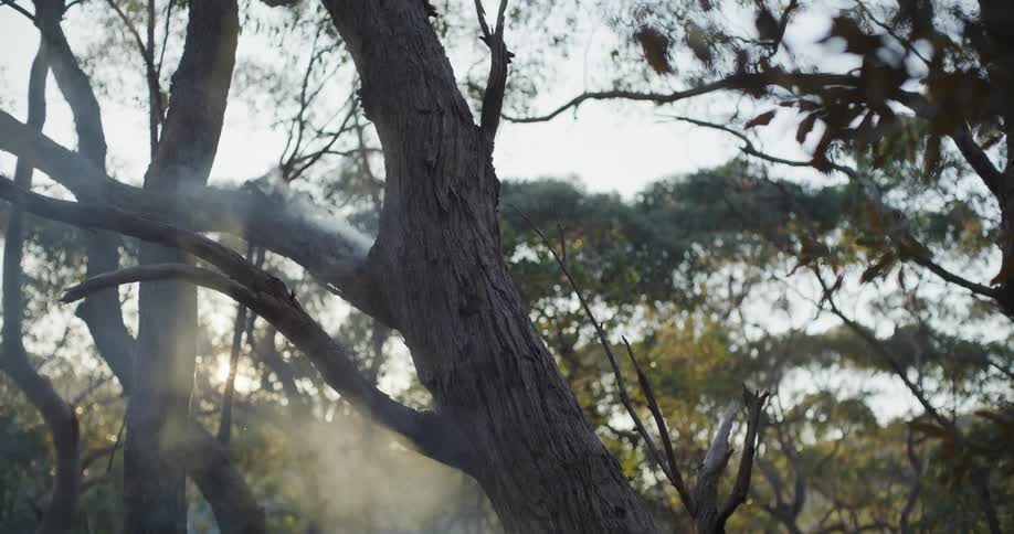 Smoke rising from a forest