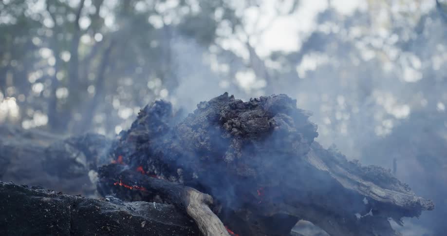 Smoke rises from wood burning in the forest