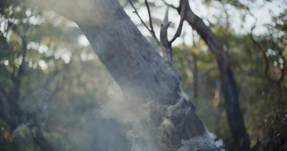 Lots of smoke pours out of a partially burned tree in a forest