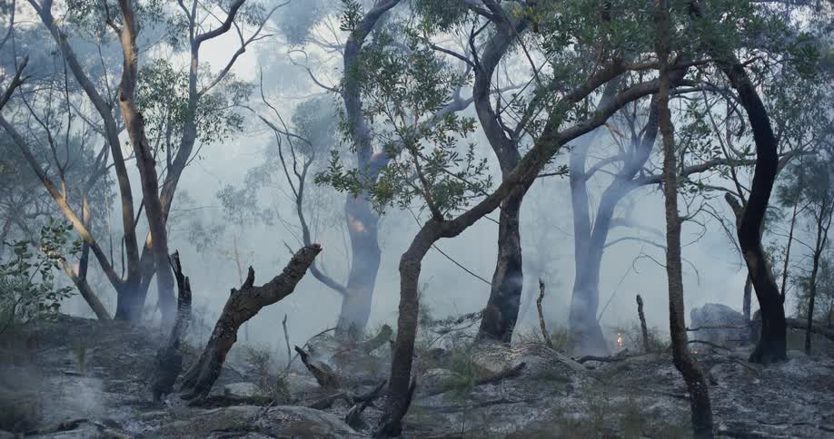 A creepy forest has scattered trees with crooked trunks and a foggy background