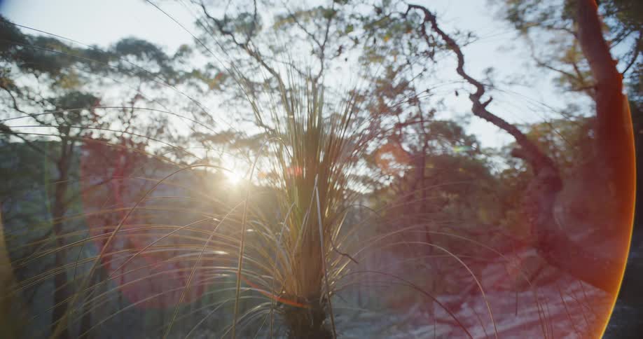 The shining sun over a mountain creates an orange color effect on a small plant